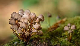蘑菇,森林,苔