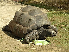 巨龜,動(dòng)物園,動(dòng)物