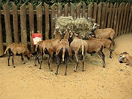 山羊,餓,動(dòng)物園