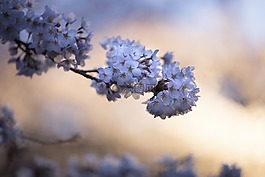 花,紫羅蘭色,花瓣