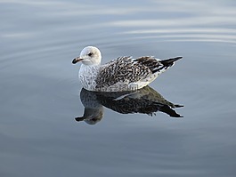 鳥,海鷗,海洋生命