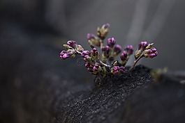 花,紫羅蘭色,花瓣