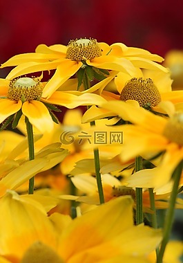 花园,鲜花,黄色的花朵