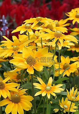 花园,鲜花,黄色的花朵
