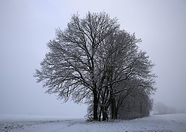 馬蹄,冬季,雪