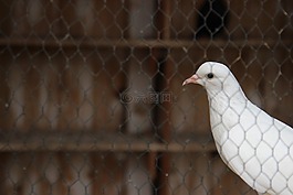 鴿子,對接,酒吧