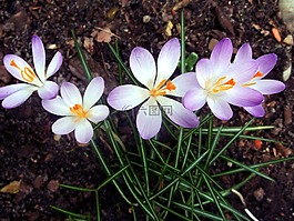 藏紅花,iridaceae,紫