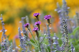 花園,鮮花,紫色小花