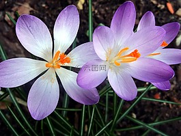 藏紅花,iridaceae,紫