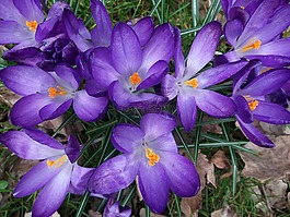 藏紅花,iridaceae,紫