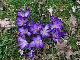 藏紅花,iridaceae,紫