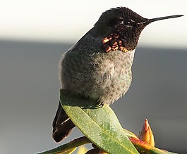 鳥,低光,自然