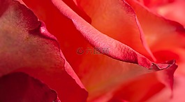 紅色,花瓣,花