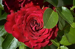 紅玫瑰,開(kāi)花,鮮花