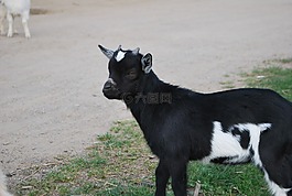 山羊,動(dòng)物,農(nóng)場(chǎng)