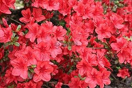 鮮花,紅色,春