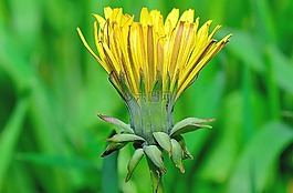 性質(zhì),花,鮮花