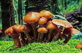 菌類,蘑菇,牛肝菌