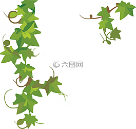 常春藤,植物,綠色