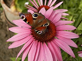蝴蝶,花,花園