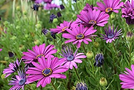 非洲雏菊,osteospermum,花园