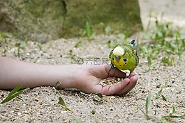 便宜,鳥,手