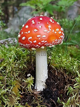 飛木耳,蘑菇,秋季
