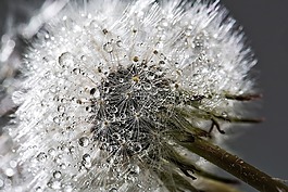 蒲公英,花,植物