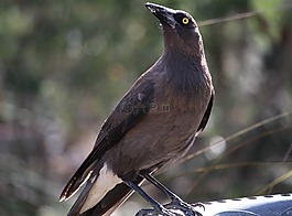 currawong,灰色currawong,澳大利亞鳥(niǎo)