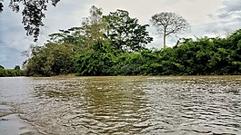 河,水,樹(shù)的