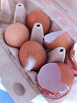 雞蛋,生物,食品