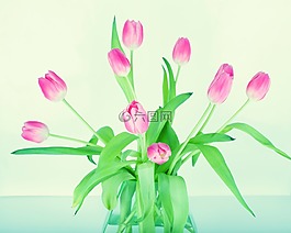 花,郁金香,春天