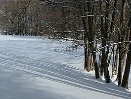 冬天,樹(shù)木,光影