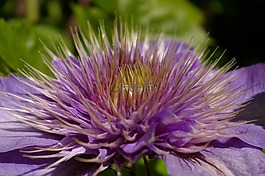 鐵線蓮,登山者,開(kāi)花