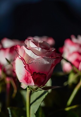 玫瑰,鮮花,裝修