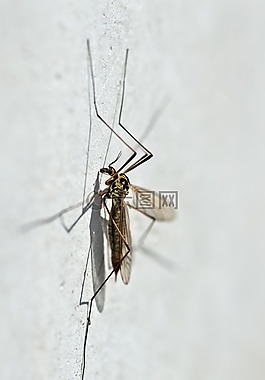 蚊子,nephrotoma 蘭,宏