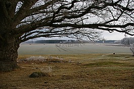 橡樹,樹,農(nóng)村