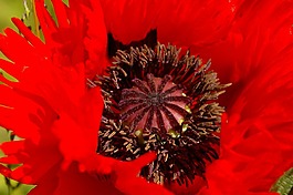 開花,klatschmohn,罌粟