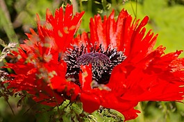 開(kāi)花,klatschmohn,罌粟