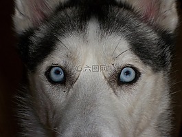 眼睛,藍色,西伯利亞雪橇犬