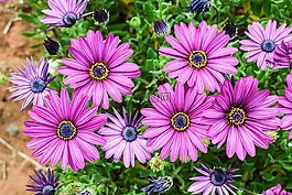 非洲雏菊,osteospermum,花园