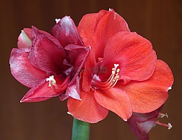 阿馬麗利斯,開(kāi)花,花