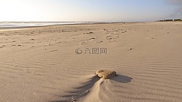沙,海灘,美國