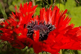 開花,klatschmohn,罌粟