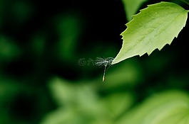 起毛,片,蒲公英