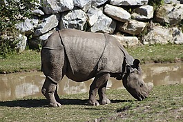 動(dòng)物園,旅行,動(dòng)物