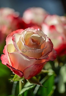 玫瑰,鮮花,裝修