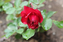 紅玫瑰,雨后,滴
