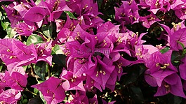 九重葛,紅花,花瓣