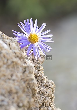 紫色的小花,石,性質(zhì)